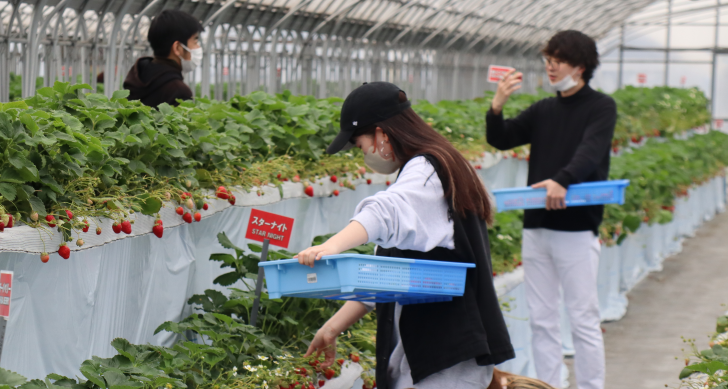 国武ゼミの学生が山武市で援農を通じたイチゴのフードロス解消　学内販売も大好評
