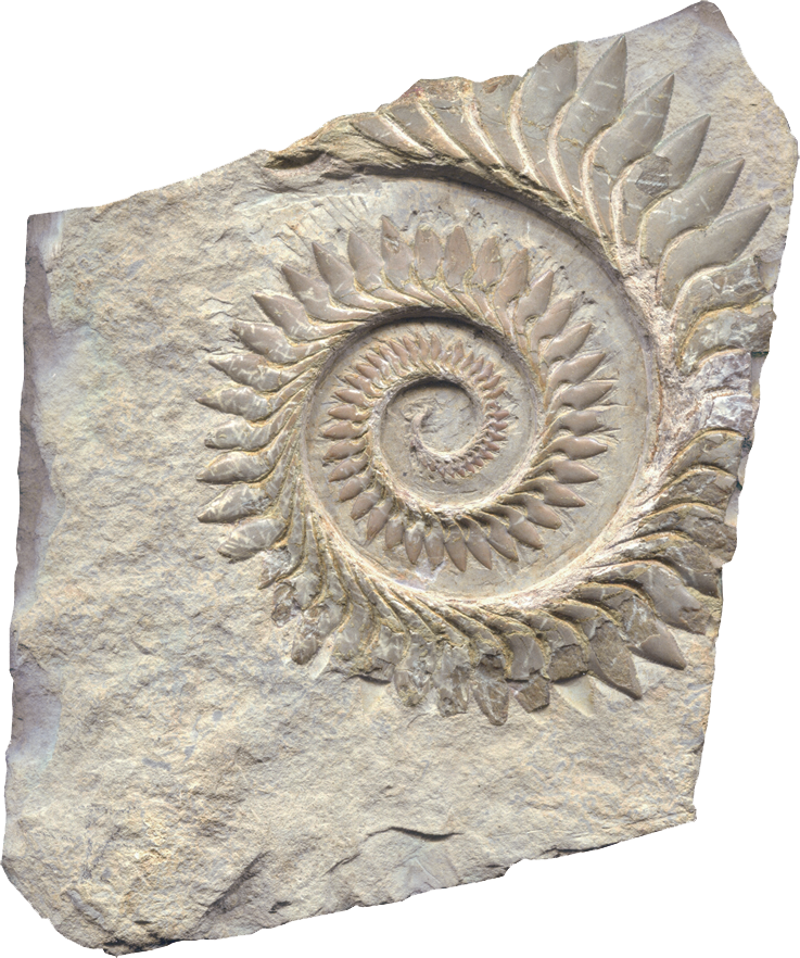 Helicoprion