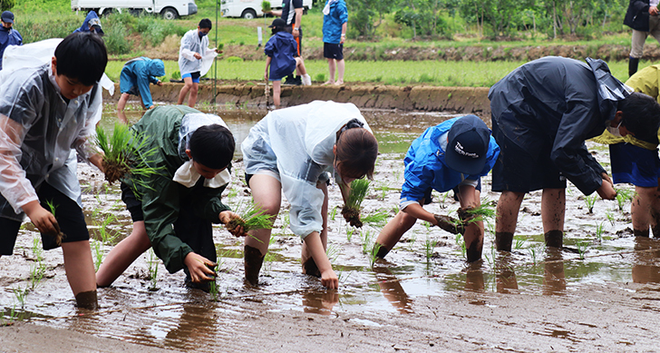 観光学部生が城西大学附属中１年生と千葉県芝山町で田植えを体験