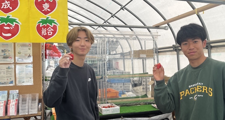 山武市のイチゴ農家と学生が協力　人手不足とフードロス解消を目指す