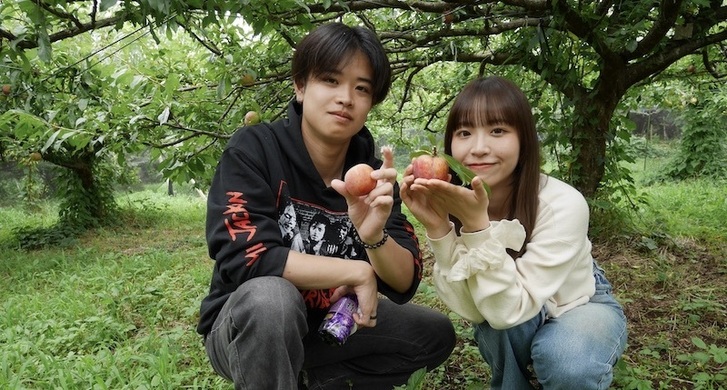 JIUオリジナルのクラフトビール「東李」を観光コンテンツに育てます① ～ビールの副原料となるプラムを収穫しました～