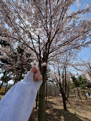 キャンパス内に咲いていた桜