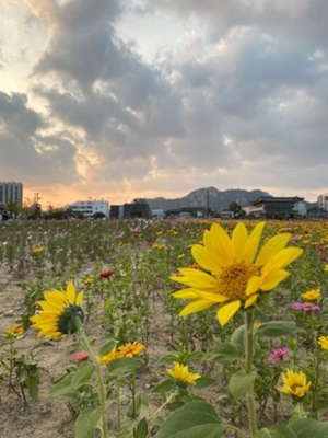 韓国外国語大学校