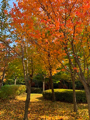 仁川大学校