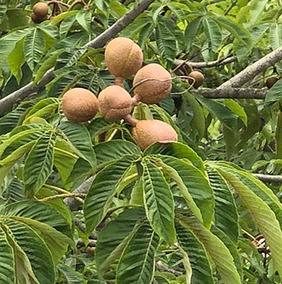 キャンパス内のトチノキから考える 環境社会学部 環境社会学科 城西国際大学 キャンパス内のトチノキから考える 環境社会学部 環境社会学科 城西国際大学