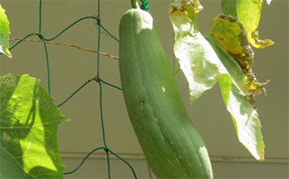 グリーンカーテンプロジェクト No 9 グリーンカーテン ヘチマの実も大きく成長しました 環境社会学部 環境社会学科 城西国際大学 グリーンカーテンプロジェクト No 9 グリーンカーテン ヘチマの実も大きく成長しました 環境社会学部 環境社会学科 城西国際大学