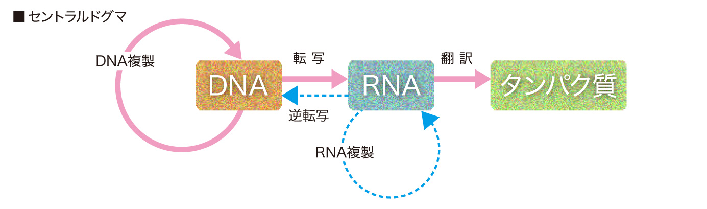 SARS-CoV-2ウイルスは変異しやすい？｜城西国際大学