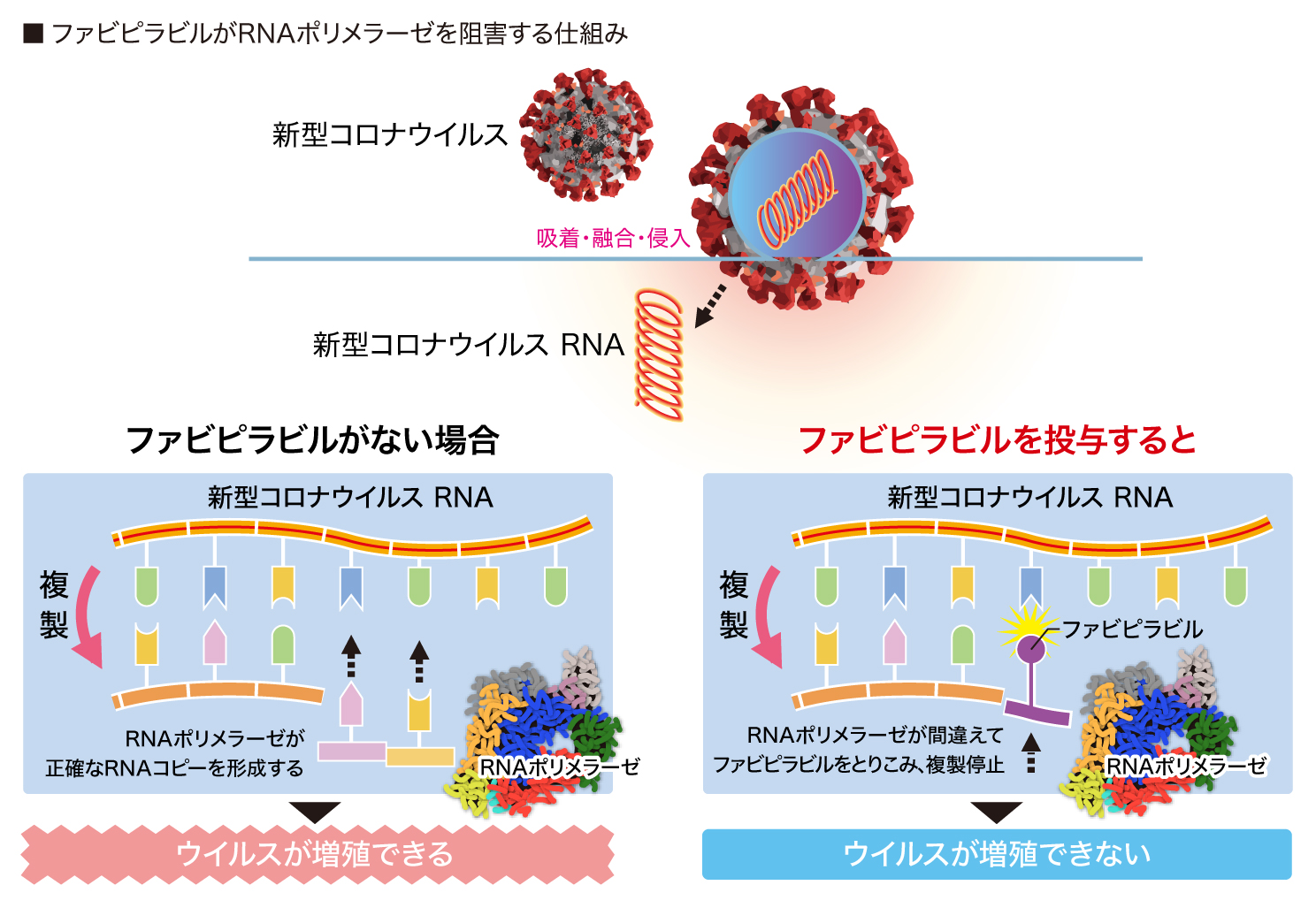 効く 薬 ウイルス に コロナ