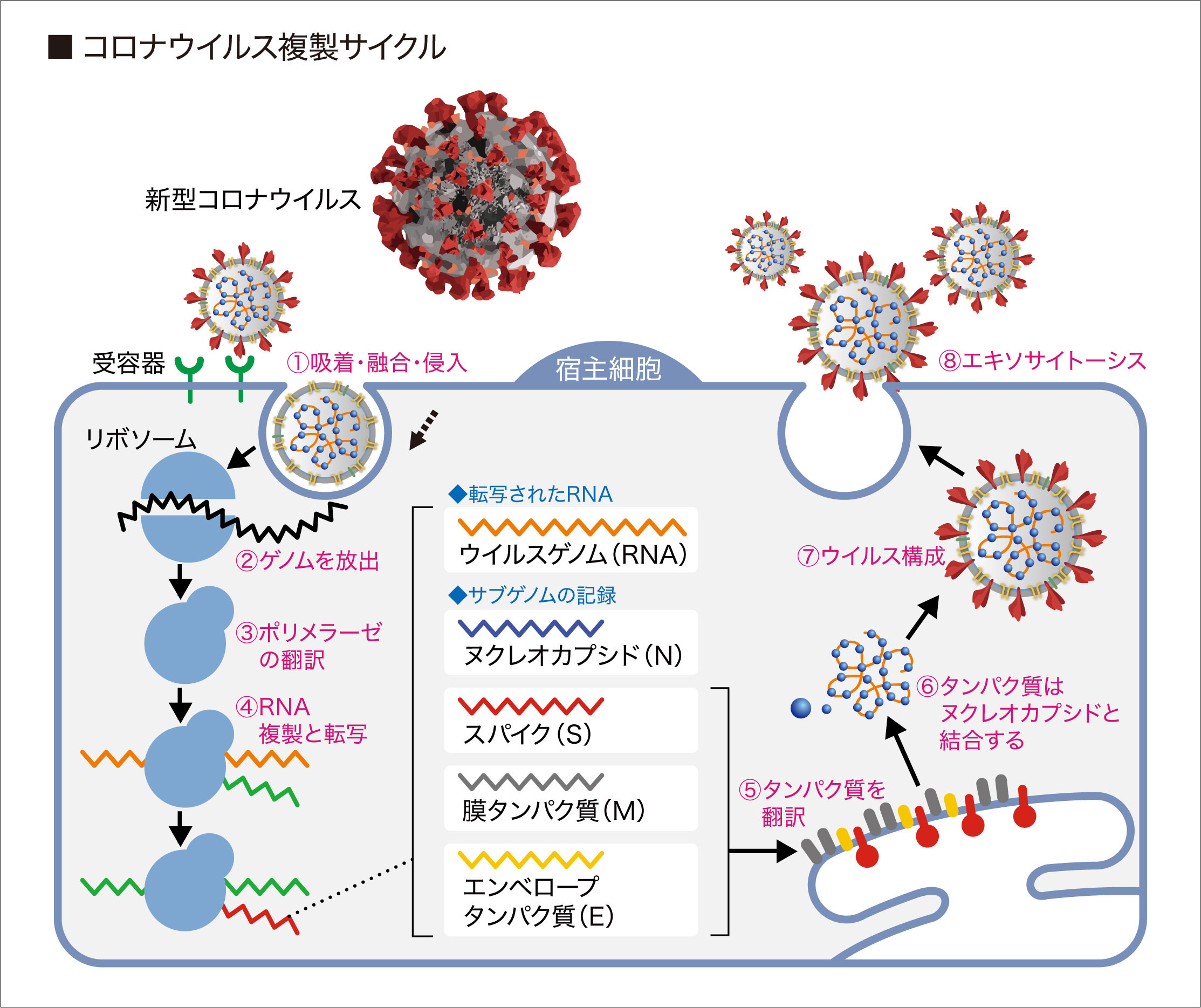 コロナウイルスの構造と複製サイクル ライフサイクル 城西国際大学