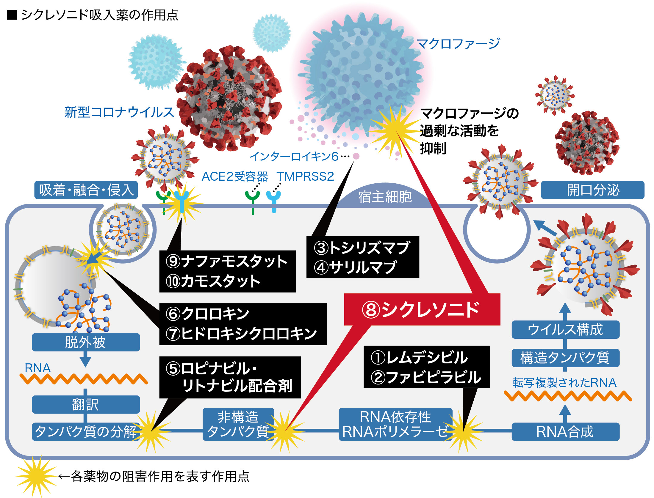 コロナ ウイルス に 効く 薬