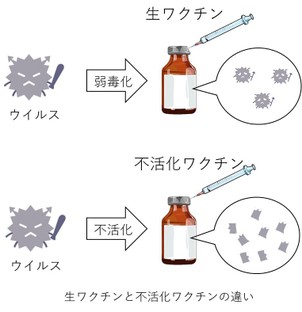 生ワクチンと不活化ワクチンの違い