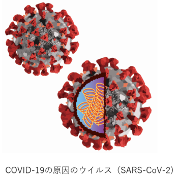 COVID-19の原因のウイルス（SARS-CoV-2）