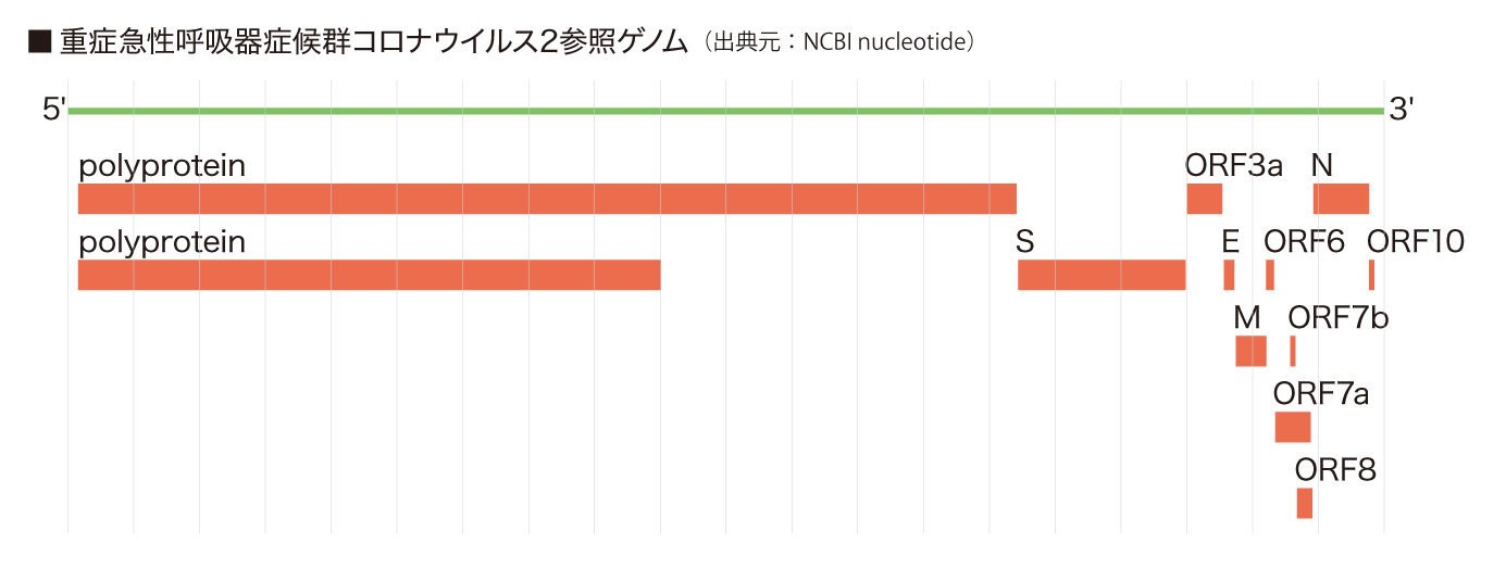 重症急性呼吸器症候群コロナウイルス２参照ゲノム