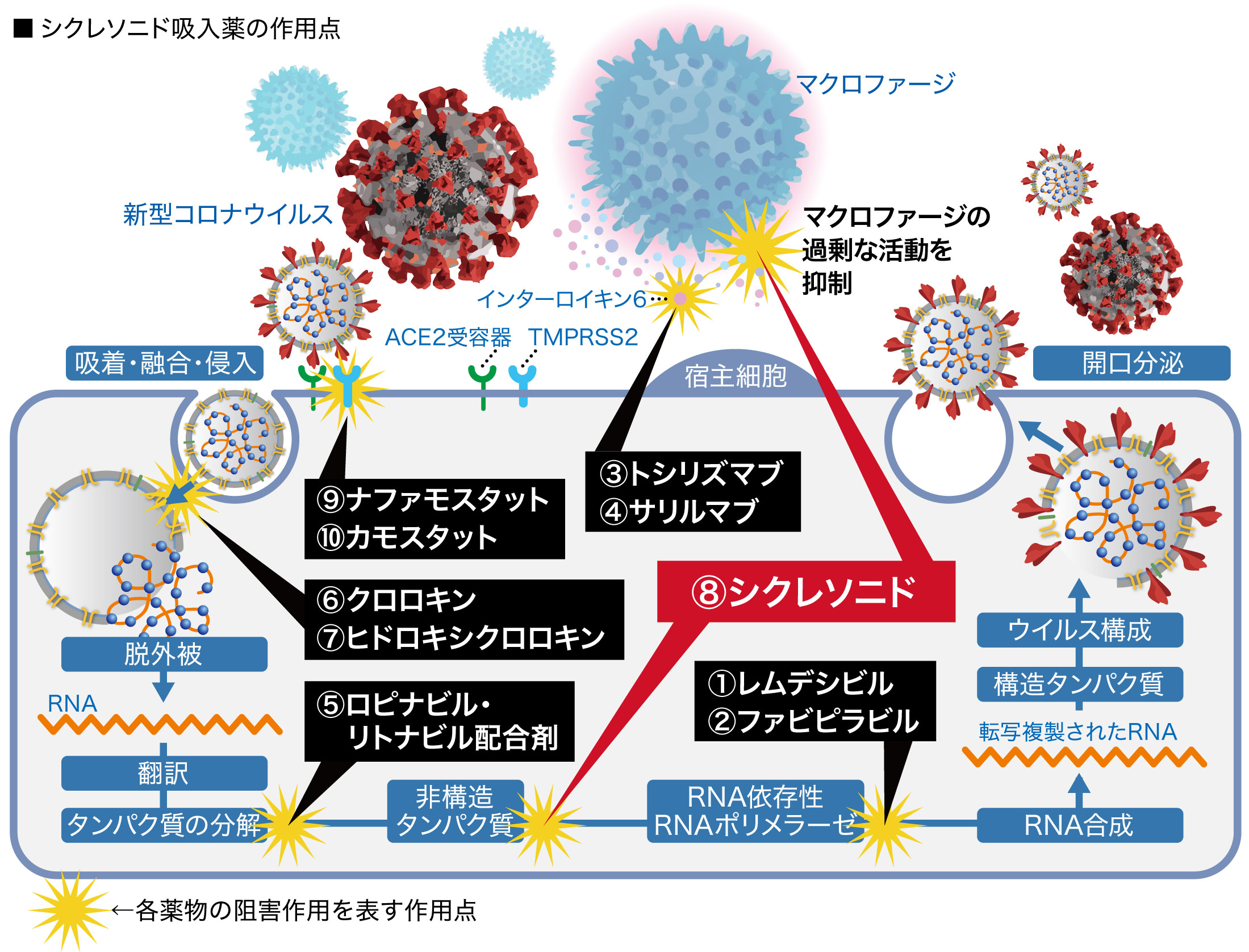 シクレソニド吸入薬の作用点