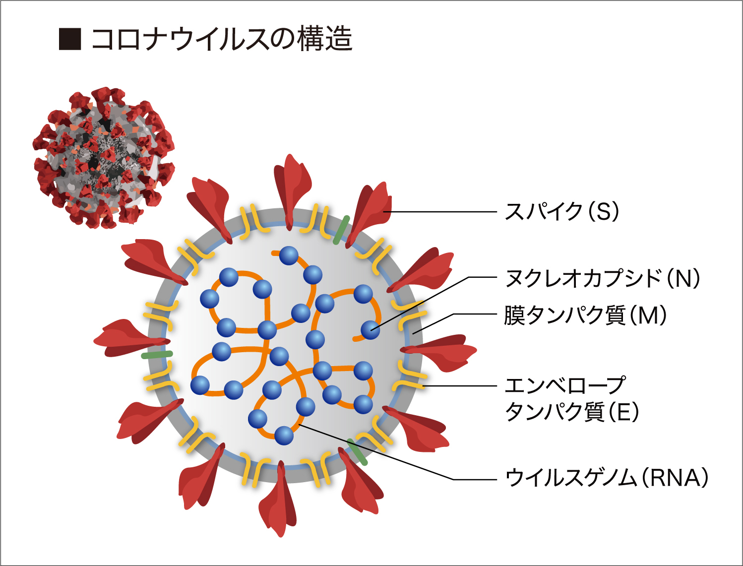 コロナウイルスの構造と複製サイクル ライフサイクル 城西国際大学