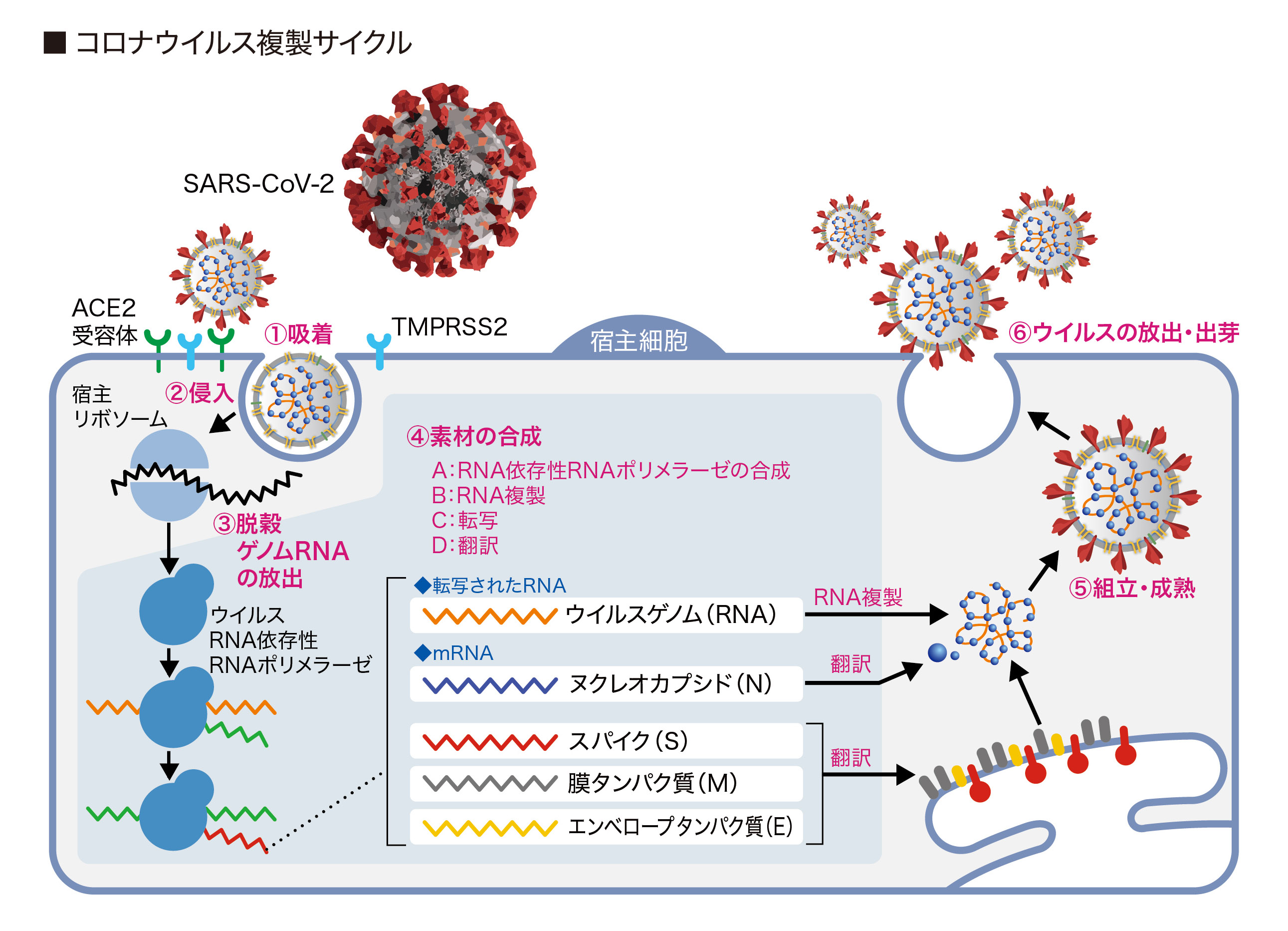 新型コロナウイルス感染症の症状があると思われる場合の対処法