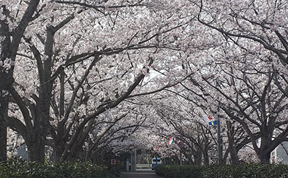 桜並木